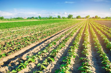 Genç patlıcan alanında büyümek. sebze satırları. Tarım. tarım arazileri. Tarım arazisi ile manzara