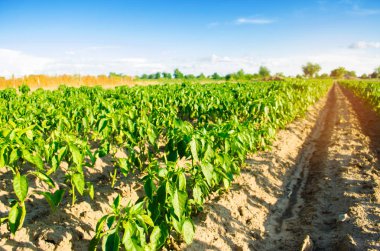 Tarlada sebze sıraları biber yetişiyor. Çiftçilik, tarım. Tarımsal arazi manzarası