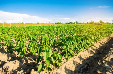 Tarlada sebze sıraları biber yetişiyor. Çiftçilik, tarım. Tarımsal arazi manzarası