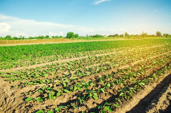 Genç patlıcan alanında büyümek. sebze satırları. Tarım. tarım arazileri. Tarım arazisi ile manzara