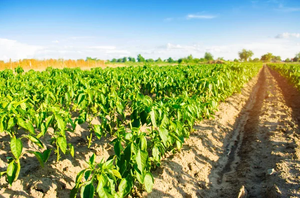 Tarlada sebze sıraları biber yetişiyor. Çiftçilik, tarım. Tarımsal arazi manzarası