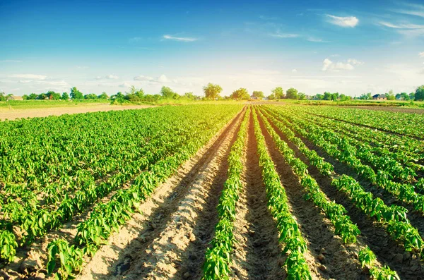 Fileiras Vegetais Pimenta Crescem Campo Agricultura Agricultura Paisagem Com Terras — Fotografia de Stock