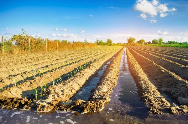 Genç pırasa alanında büyüyor. Tarım, sebze, organik tarım ürünleri, tarım-sanayi. tarım arazileri.