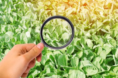 Gıda bilim adamı lahana kimyasalları ve pestisitler için denetler. sağlıklı sebze. pomology. Tarım. hasat. Tarım ürün. agro-Sanayii Sektör yapısının incelenmesi