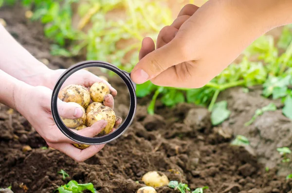 Ilmuwan Makanan Memeriksa Kentang Untuk Bahan Kimia Dan Pestisida Sayuran — Stok Foto