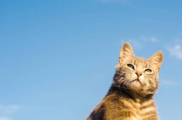 Gri Kedi Güneş Işığı Altında Mavi Bir Arka Plan Üzerinde — Stok fotoğraf