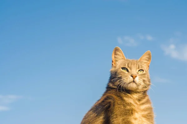 Chat Gris Sur Fond Bleu Soleil Chat Dans Ciel Animal — Photo