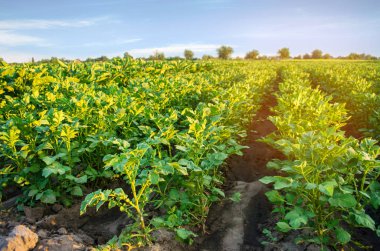 Patates tarlaları tarlada yetişir. Sebze sıraları. Çiftçilik, tarım. Tarımsal arazi manzarası. ekinler