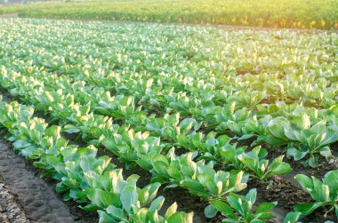 lahana tarlaları alanında büyümek. sebze satırları. Tarım, tarım. Tarım arazisi ile manzara. bitkileri