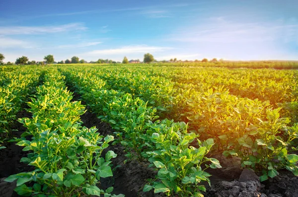 Plantaciones Patatas Crecen Campo Filas Verduras Agricultura Agricultura Paisaje Con — Foto de Stock