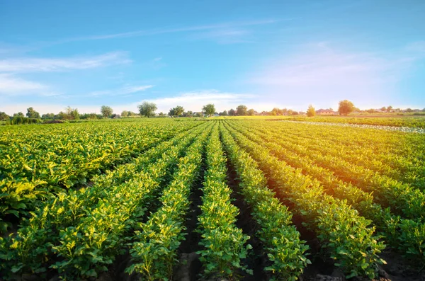 Poli Rostou Bramborové Plantáže Zeleninové Řady Zemědělství Zemědělství Krajina Zemědělskou — Stock fotografie