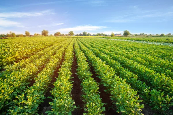 Poli Rostou Bramborové Plantáže Zeleninové Řady Zemědělství Zemědělství Krajina Zemědělskou — Stock fotografie