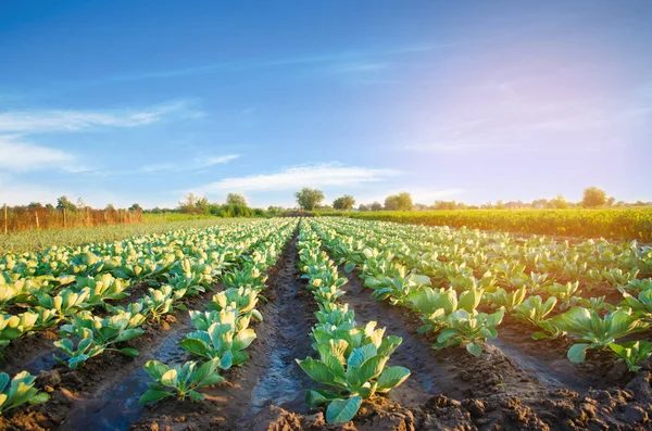 Káposzta Ültetvények Területén Növényi Sorok Gazdálkodás Mezőgazdasági Mezőgazdasági Táj Növények — Stock Fotó