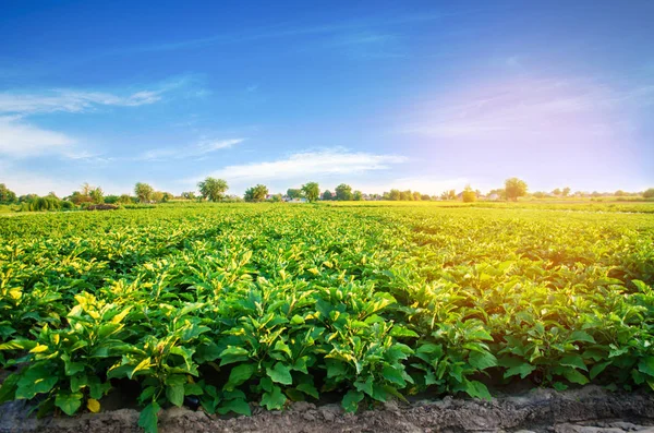 Plantaciones Berenjena Crecen Campo Filas Verduras Agricultura Agricultura Paisaje Con —  Fotos de Stock