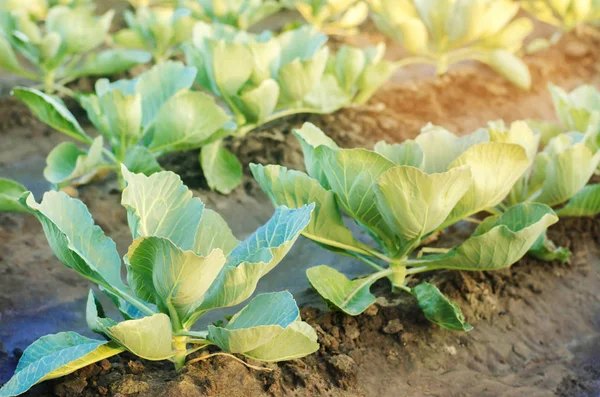 Auf Dem Feld Wachsen Kohlplantagen Gemüsereihen Landwirtschaft Landwirtschaft Landschaft Mit — Stockfoto