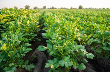 Patates tarlaları tarlada yetişir. Sebze sıraları. Çiftçilik, tarım. Tarımsal arazi manzarası. ekinler