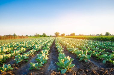 lahana tarlaları alanında büyümek. sebze satırları. Tarım, tarım. Tarım arazisi ile manzara. bitkileri