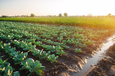 lahana tarlaları alanında büyümek. sebze satırları. Tarım, tarım. Tarım arazisi ile manzara. bitkileri