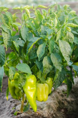 çalılar sarı / yeşil biber alanında büyüyor. sebze satırları. Tarım, tarım. Tarım arazisi ile manzara. bitkileri