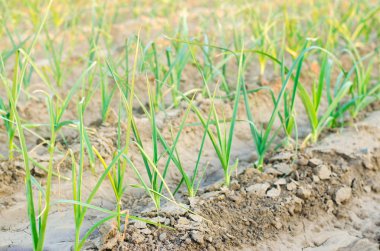 pırasa alanında büyüyor. Tarım, sebze, organik tarım ürünleri, tarım-sanayi. tarım arazileri.