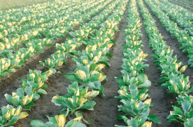 lahana tarlaları alanında büyümek. sebze satırları. Tarım, tarım. Tarım arazisi ile manzara. bitkileri