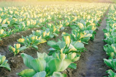 lahana tarlaları alanında büyümek. sebze satırları. Tarım, tarım. Tarım arazisi ile manzara. bitkileri