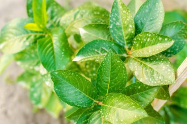 Gübreden ağaçlar ve çalılar bitki zararlı böcekler, sıvı tedavisi, beslenme, el püskürtücü bahçede böcek ilaçları ile kullanın