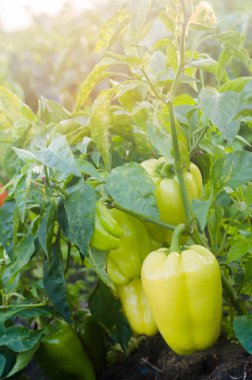 çalılar sarı / yeşil biber alanında büyüyor. sebze satırları. Tarım, tarım. Tarım arazisi ile manzara. bitkileri