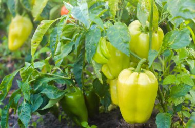 çalılar sarı / yeşil biber alanında büyüyor. sebze satırları. Tarım, tarım. Tarım arazisi ile manzara. bitkileri