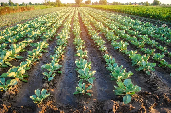 Auf Dem Feld Wachsen Kohlplantagen Gemüsereihen Landwirtschaft Landwirtschaft Landschaft Mit — Stockfoto