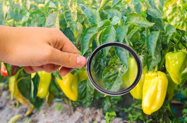 pepper disease is caused by the Phytophthora infestans virus. Agriculture, farming, crops. disease of vegetables on the field. magnifying glass clipart