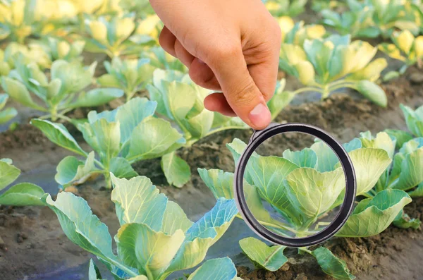Ilmuwan Makanan Memeriksa Kubis Untuk Bahan Kimia Dan Pestisida Sayuran — Stok Foto
