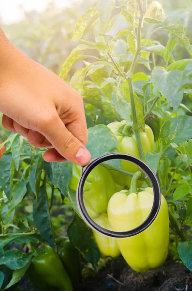 Cientista Alimentar Verifica Pimenta Busca Produtos Químicos Pesticidas Legumes Saudáveis — Fotografia de Stock