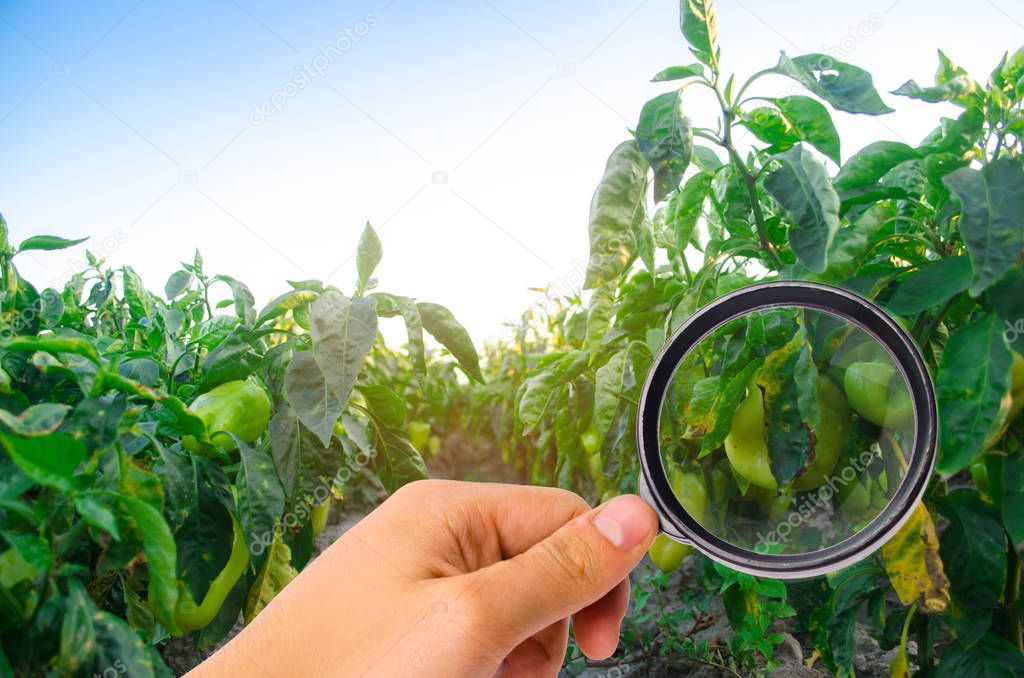 pepper disease is caused by the Phytophthora infestans virus. Agriculture, farming, crops. disease of vegetables on the field. magnifying glass