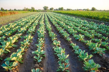 lahana tarlaları alanında büyümek. sebze satırları. Tarım, tarım. Tarım arazisi ile manzara. bitkileri