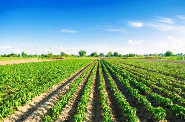 Bors Ültetvények Területén Növényi Sorok Gazdálkodás Mezőgazdasági Mezőgazdasági Táj Növények — Stock Fotó
