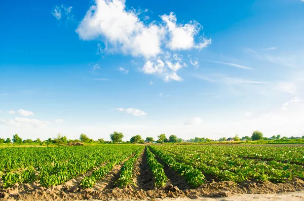 Plantations Pepper Grow Field Vegetable Rows Farming Agriculture Landscape Agricultural — Stock Photo, Image