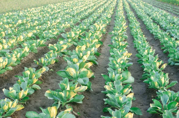Auf Dem Feld Wachsen Kohlplantagen Gemüsereihen Landwirtschaft Landwirtschaft Landschaft Mit — Stockfoto