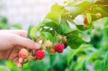 çiftçi taze ahududu bahçede güneşli bir günde hasat. yaz meyve. sağlıklı gıda.