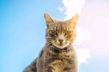güneş ışığı altında mavi bir arka plan üzerine komik bir gri kedi portresi. kedi gökyüzünde. a evde beslenen hayvan. güzel kedi.