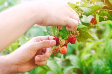 çiftçi taze ahududu bahçede güneşli bir günde hasat. yaz meyve. sağlıklı gıda.