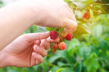çiftçi taze ahududu bahçede güneşli bir günde hasat. yaz meyve. sağlıklı gıda.
