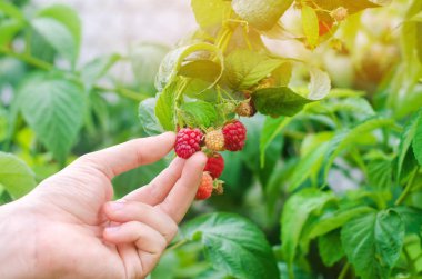 çiftçi taze ahududu bahçede güneşli bir günde hasat. yaz meyve. sağlıklı gıda.