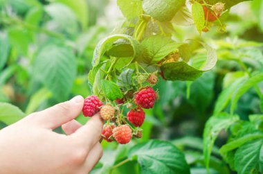 çiftçi taze ahududu bahçede güneşli bir günde hasat. yaz meyve. sağlıklı gıda.