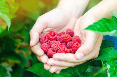 çiftçi taze ahududu bahçede güneşli bir günde hasat. yaz meyve. sağlıklı gıda.