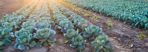 Auf Dem Feld Wachsen Kohlplantagen Gemüsereihen Landwirtschaft Landwirtschaft Landschaft Mit — Stockfoto