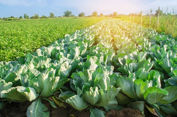 Auf Dem Feld Wachsen Kohlplantagen Gemüsereihen Landwirtschaft Landwirtschaft Landschaft Mit — Stockfoto