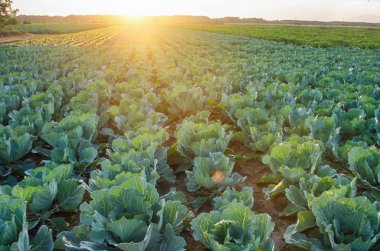 Lahana tarlaları tarlada yetişir. taze, organik sebzeler. Peyzaj tarımı. Çiftlik arazisi, tarım...