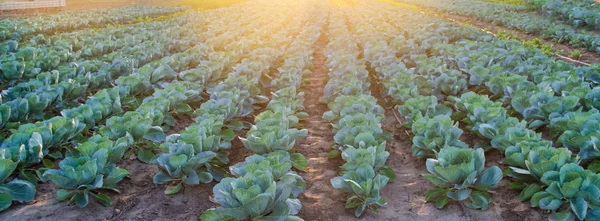 Auf Dem Feld Wachsen Kohlplantagen Frisches Biologisches Gemüse Landschaftsbau Ackerland — Stockfoto