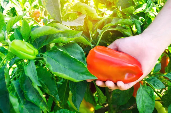 Petani Sedang Memanen Lada Ladang Sayuran Organik Segar Yang Sehat — Stok Foto